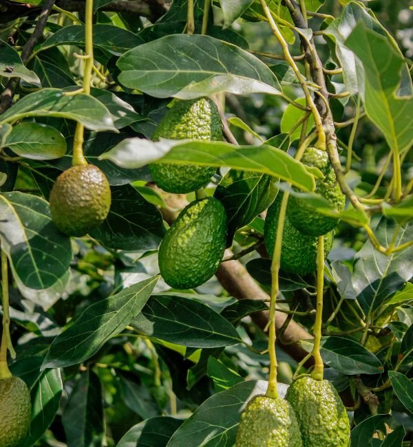 Rambutan