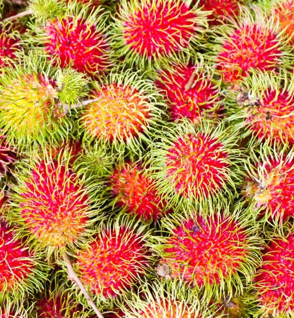 Rambutan